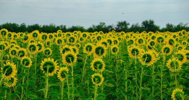Sunflowers Field Back Side Panoramic Photo. Farming and Countryside Theme. Farming and Countryside concept. download