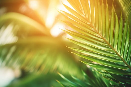Close-up of vibrant green palm leaves with sunlight filtering through.