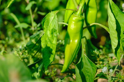 Green peppers growing in the garden. Green bell pepper hanging on tree in the plantation