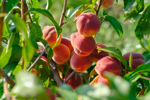 Peaches growing on a tree. Fresh peach tree