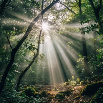 Sun rays beam through a dense forest canopy.