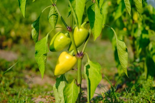 Yellow bell pepper on the pepper tree, sweet pepper