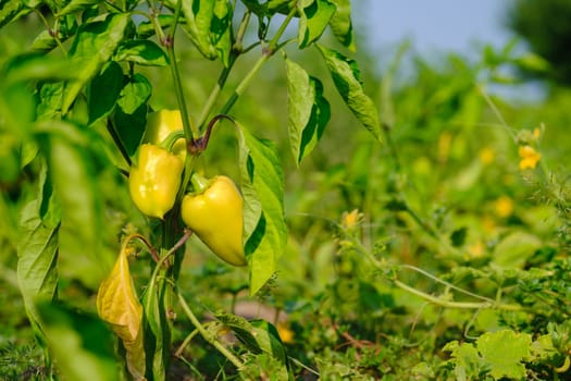 Yellow bell pepper on the pepper tree, sweet pepper