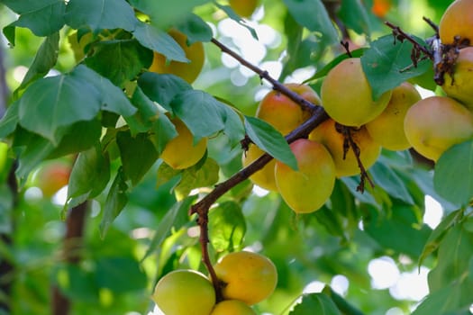 branch with ripe juicy apricots on tree. bunch of ripe apricots on a branch
