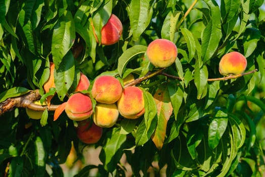 Peaches growing on a tree. Fresh peach tree