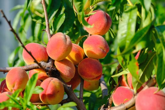 Peaches growing on a tree. Fresh peach tree