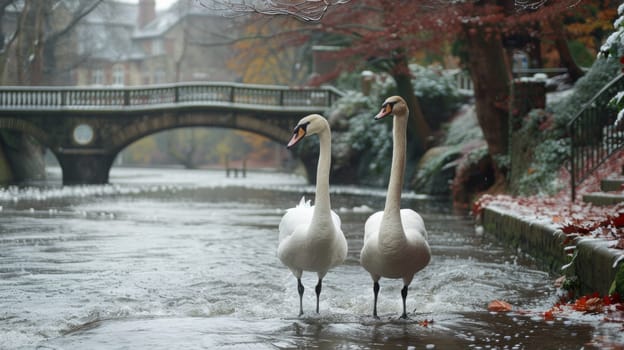 Two swans walking in a river near an overpass with water flowing under it