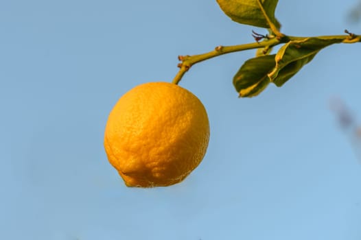 Bunch of Lemon fruit over green natural garden Blur background, Lemon fruit with leaves in blur background.7