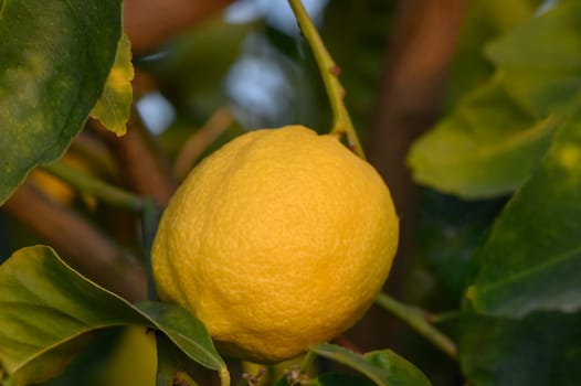 Bunch of Lemon fruit over green natural garden Blur background, Lemon fruit with leaves in blur background.4