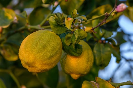 Bunch of Lemon fruit over green natural garden Blur background, Lemon fruit with leaves in blur background.