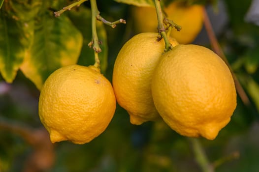 Bunch of Lemon fruit over green natural garden Blur background, Lemon fruit with leaves in blur background. 1