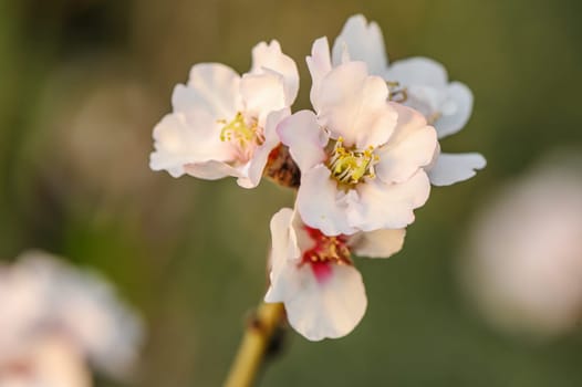 Pink blossom on soft background with copy space 2