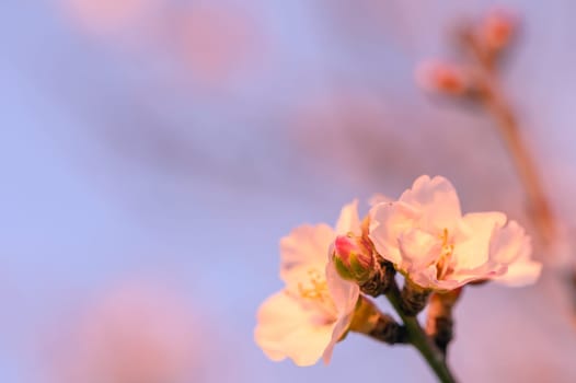Almond tree flowers with branches close-up, blurred background 5