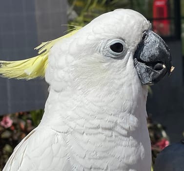 smart white exotic cockatoo bird perches in the bird sanctuary, interacting with visitors of the zoo in Java, Indonesia