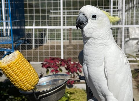smart white exotic cockatoo bird perches in the bird sanctuary, interacting with visitors of the zoo in Java, Indonesia