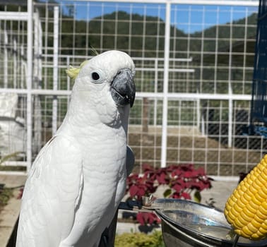 smart white exotic cockatoo bird perches in the bird sanctuary, interacting with visitors of the zoo in Java, Indonesia