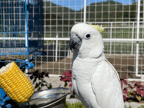smart white exotic cockatoo bird perches in the bird sanctuary, interacting with visitors of the zoo in Java, Indonesia