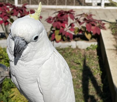 smart white exotic cockatoo bird perches in the bird sanctuary, interacting with visitors of the zoo in Java, Indonesia