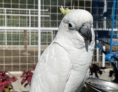 smart white exotic cockatoo bird perches in the bird sanctuary, interacting with visitors of the zoo in Java, Indonesia