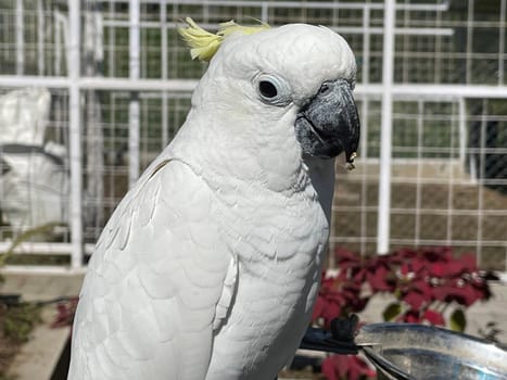 smart white exotic cockatoo bird perches in the bird sanctuary, interacting with visitors of the zoo in Java, Indonesia