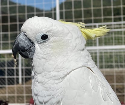 smart white exotic cockatoo bird perches in the bird sanctuary, interacting with visitors of the zoo in Java, Indonesia