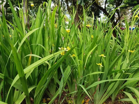 picture of beautiful Green grass for your multimedia content creation, good for digital card and web design green vegetation