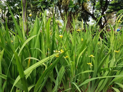 picture of beautiful Green grass for your multimedia content creation, good for digital card and web design green vegetation