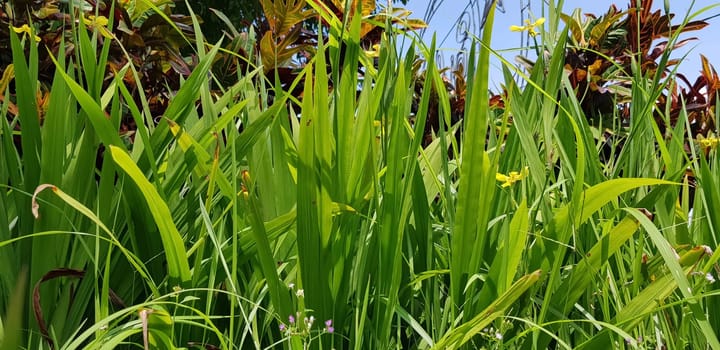 picture of beautiful Green grass for your multimedia content creation, good for digital card and web design green vegetation