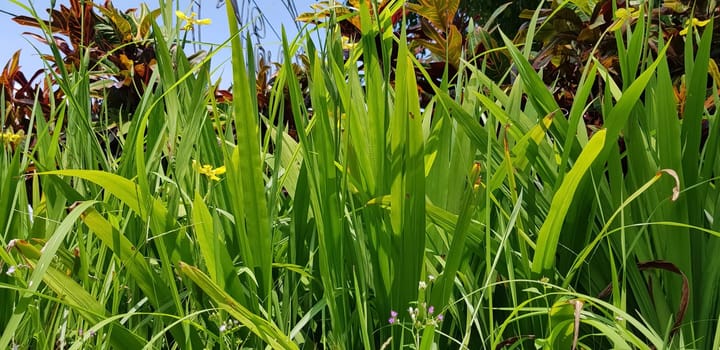 picture of beautiful Green grass for your multimedia content creation, good for digital card and web design green vegetation