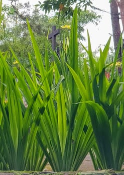 picture of beautiful Green grass for your multimedia content creation, good for digital card and web design green vegetation