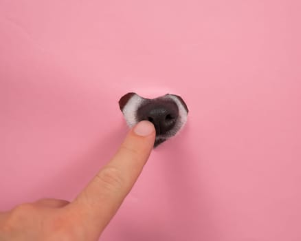 A man points to a dog's nose sticking out of a pink cardboard background. A hole in the shape of a heart