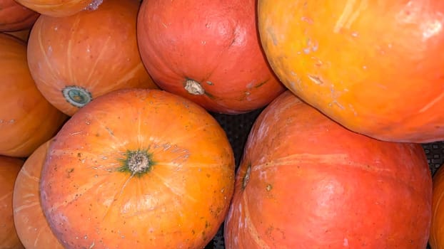Decorative orange pumpkins on display at a farmers market in Java. Orange decorative pumpkin in the sun. Harvest and Thanksgiving concept.