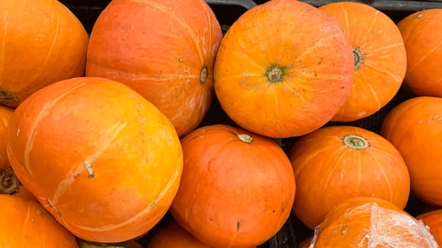 Decorative orange pumpkins on display at a farmers market in Java. Orange decorative pumpkin in the sun. Harvest and Thanksgiving concept.