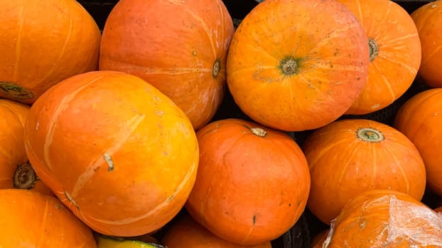 Decorative orange pumpkins on display at a farmers market in Java. Orange decorative pumpkin in the sun. Harvest and Thanksgiving concept.