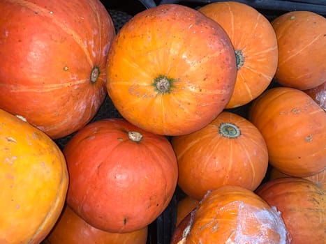 Decorative orange pumpkins on display at a farmers market in Java. Orange decorative pumpkin in the sun. Harvest and Thanksgiving concept.