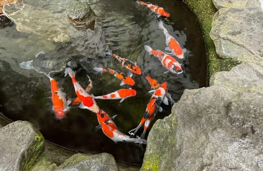 Colorful ornamental Koi fish float in the artificial pond, view from above good for content multimedia background