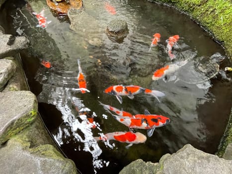 Colorful ornamental Koi fish float in the artificial pond, view from above good for content multimedia background