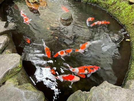 Colorful ornamental Koi fish float in the artificial pond, view from above good for content multimedia background