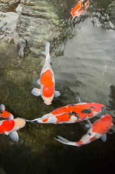 Colorful ornamental Koi fish float in the artificial pond, view from above good for content multimedia background