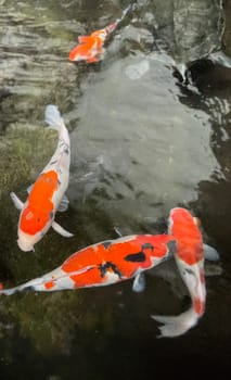 Colorful ornamental Koi fish float in the artificial pond, view from above good for content multimedia background