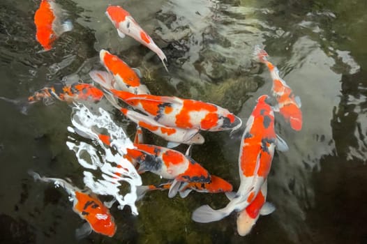 Colorful ornamental Koi fish float in the artificial pond, view from above good for content multimedia background