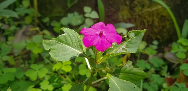 Busy Lizzie (Impatiens Walleriana) also known as Balsam, Sultana or Impatiens in Asia, Central Java Indonesia