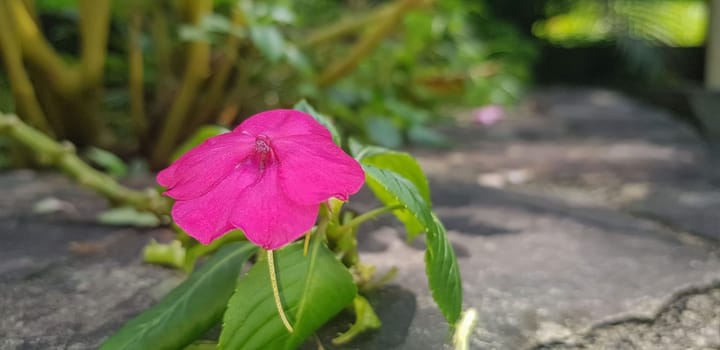 Busy Lizzie (Impatiens Walleriana) also known as Balsam, Sultana or Impatiens in Asia, Central Java Indonesia