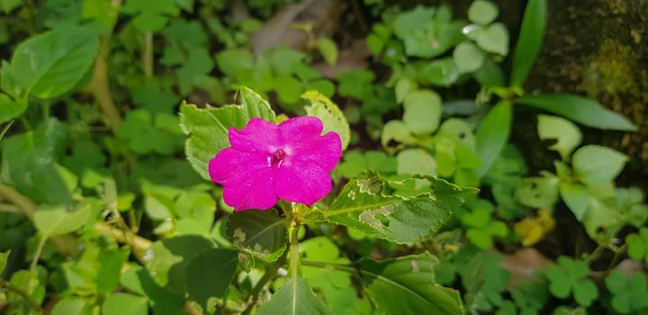 Busy Lizzie (Impatiens Walleriana) also known as Balsam, Sultana or Impatiens in Asia, Central Java Indonesia