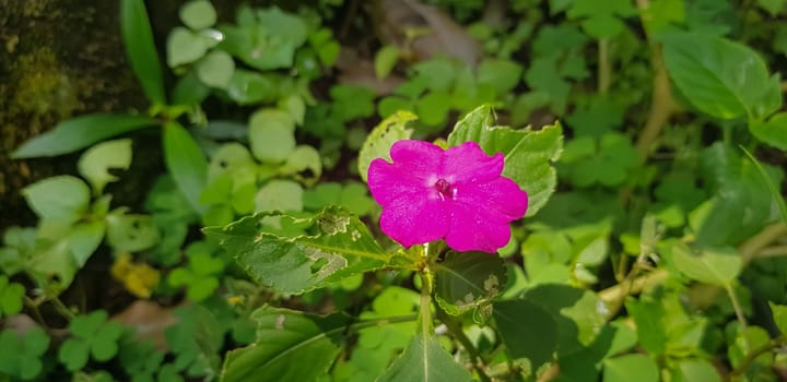 Busy Lizzie (Impatiens Walleriana) also known as Balsam, Sultana or Impatiens in Asia, Central Java Indonesia