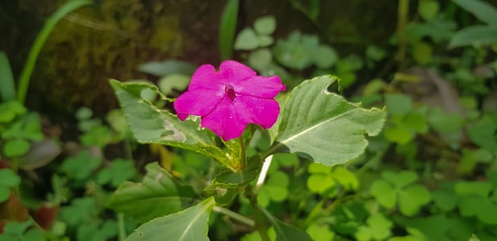 Busy Lizzie (Impatiens Walleriana) also known as Balsam, Sultana or Impatiens in Asia, Central Java Indonesia