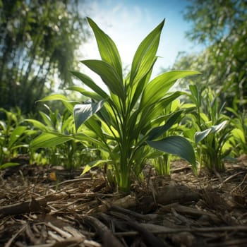 A tropical plant in the jungle. Plant flora.