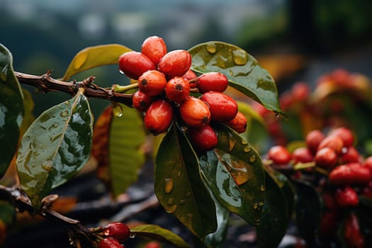 Close-up of coffee fruit at a coffee farm on a branch, Colombia.