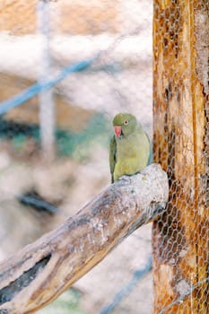 Little green Kramer parrot sitting on a branch in a cage at the zoo. High quality photo