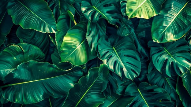 Vibrant and detailed view of tropical monstera leaves with a moody, dark green color palette